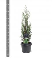 Можжевельник скальный (Juniperus scopulorum 'Moonglow' Н-3м)