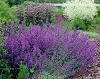 Котовник фассена Nepeta x faassenii 'Walkers Low' (синий,VI-IХ,Н=45см)