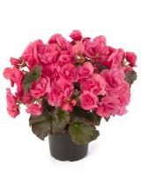 Бегония Begonia Элатиор Пинк D14