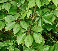 Parthenocissus