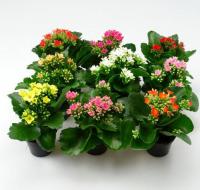 Каланхоя Kalanchoe каландива 9/20
