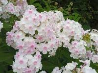Флокс Pink цв бело-розовый 70см С2