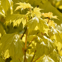 Клен остролистный (Acer platanoides Princeton Gold Н12м В10м) 300-350 C50
