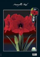 Amaryllis Hypeastrum, Red (unpacked)