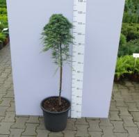 Можжевельник горизонтальный (Juniperus horizontalis 'Icee Blue') 30см штамб 90см
