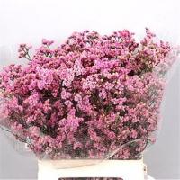 EX Limonium  PINK DIAMOND