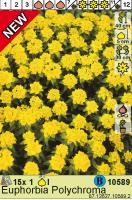 Молочай Euphorbia Polychroma Н40см