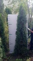 Туя западная Смарагд 240 см (Thuja occidentalis 'Smaragd')