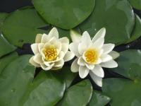 Нимфея Nymphaea Альбатрос  (белая)