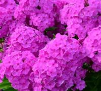 Флокс метельчатый Верный