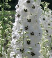 Дельфиниум высокий Magic Fountains White With Dark Bee (белый,VI-VIII,Н=80 см)