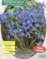 Сцилла Scilla Siberica blue