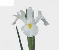 Ирис Вайт Меджик Iris White Magic