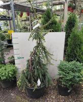 Ель обыкновенная Фробург (Picea abies 