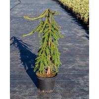 Ель обыкновенная Фробург (Picea abies 