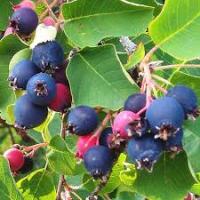 Ирга канадская Ламарка (Amelanchier Lamarckii)