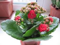 Каланхоя Kalanchoe Blos. 'rosalina' ..mix 3 / A1