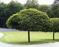 Клен остролистный (Acer platanoides Globosum PA 120) C7.5