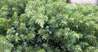 Можжевельник прибрежный Juniperus conferta Schlager