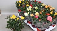 Роза Rosa Kordan Grande Gem 510