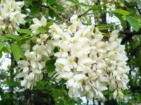 Акация белая Робиния псевдоакация (Robinia pseudoacacia) Н-до 15м