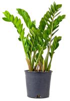 Замиакулькас Zamioculcas Zamiifol