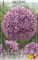 Аллиум Allium Gladiator per 1