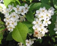 Черемуха обыкновенная (Prunus padus H16м)