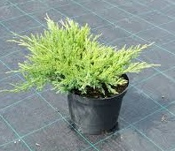Можжевельник горизонтальный (Juniperus horizontalis 'Andorra Compact' Н0,45м,В1,2м)  25-30 C3