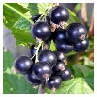 Смородина черная Краса Алтая ягоды крупные вкус хороший, кисло-сладкий 2-х лет