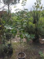 Клен остролистный (Acer platanoides) 200см С7
