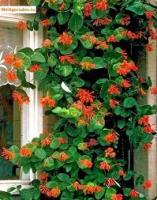 Lonicera x brownii 'Dropmore Scarlet' Жимолость Брауна (Н=2-3м,цв.оранжево-красные,VI,)