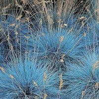 Овсяница сизая Festuca glauca 