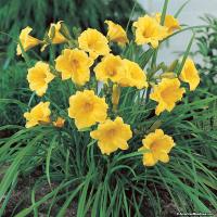Лилейник Hemerocallis 'Stella d'Oro' (светло-оранж-жёлт,Дцв=5,5-7см,душист,VII-IХ,Н=40см)