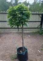 Клен остролистный (Acer platanoides Globosum штамб 120 С40