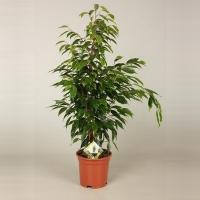 Фикус Бенджамина Ficus Benja. 'anastasia'