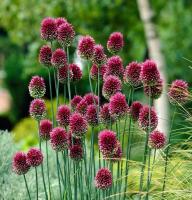 Аллиум Allium Sphaerocephalon per 75