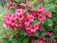 Вейгела цветущая (Weigela florida Bristol Ruby Н3м В2м)