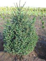 Ель обыкновенная Picea abies Compacta Н-2м