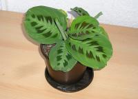Маранта Maranta Leuc. 'kerchoveana' 12/30
