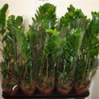 Замиокулькас Zamioculcas Zamiifolia