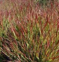 Просо (Panicum Shanandoah)