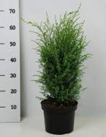 Можжевельник обыкновенный (Juniperus communis 'Hibernica' H3.5m B1m) 50см С5