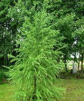 Лиственница европейская (Larix decidua) Н-25м В-10м