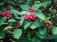 Боярышник алый (Crataegus pedicellata)