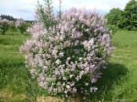 Сирень Престон Хелен (Syringa x prestoniae 'Helene' Н2,5-3,5м) С10