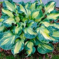 Хоста зибольда Голден Медоуз (Hosta sieboldiana Golden Meadows)