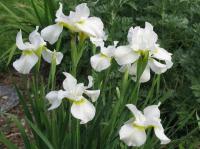 Ирис болотный Iris Sibirika snow Queen