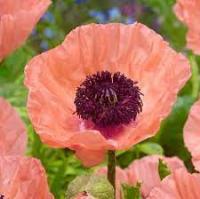 Мак Papaver Helen Elisabeth h60cm