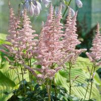 Астильба китайская (Astilbe chinensis Satin Pearls) C2